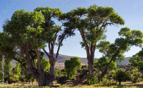 Cottonwood Trees in Furguson Valley