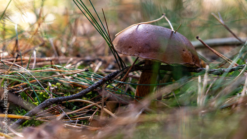 podgrzybek