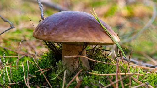 podgrzybek