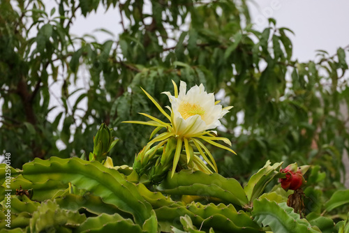 A cereus plant bloom, queen of the night flower.
