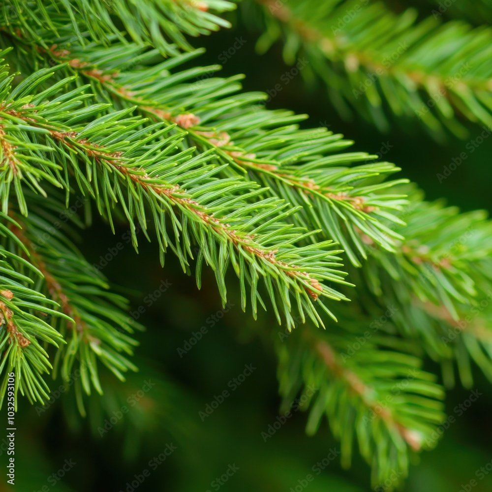Close-up of green evergreen tree branches against a blurred background. Close-up of green evergreen tree branches against a blurred background.