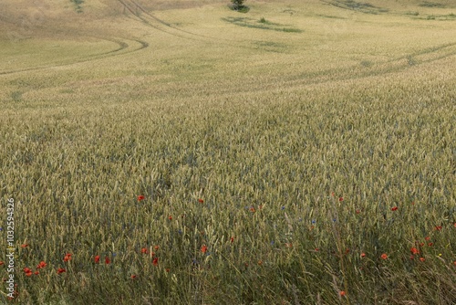 Fields and hills with wheat. Marlow. East Germany. Mecklenburg Vorpommern. photo