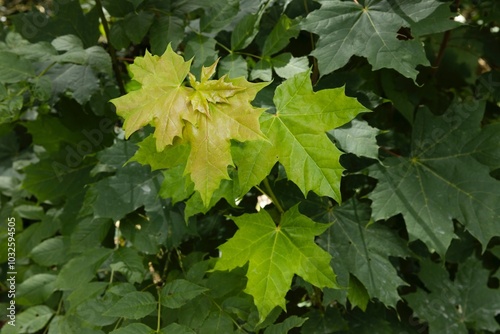 Leaves of Maplee tree. Marlow. East Germany. Mecklenburg Vorpommern. photo