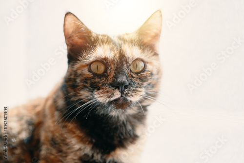 Curious cat looks into the camera. Pet in bright daylight. Kitten with colored fur and a cute muzzle. Domestic animals theme. Close up and copy space.