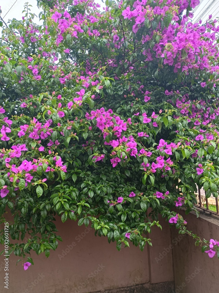 Obraz premium Flores e gramados