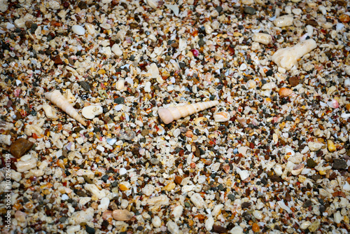 Sand shells beach Costa Rica