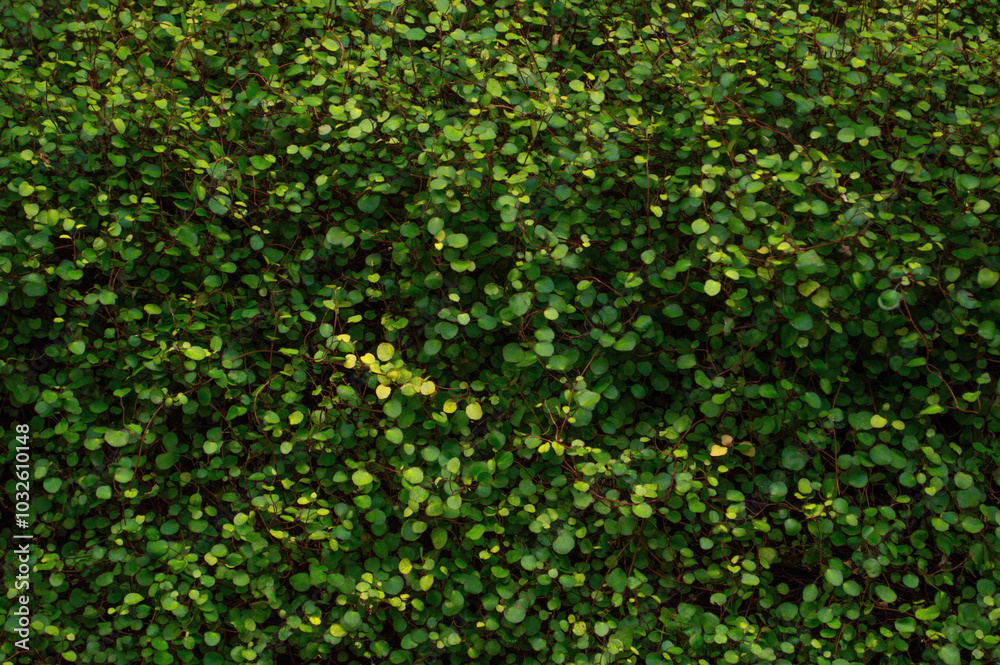Green dense grass cover. Nature background with space for text. Green dense grass cover. Nature background with space for text.