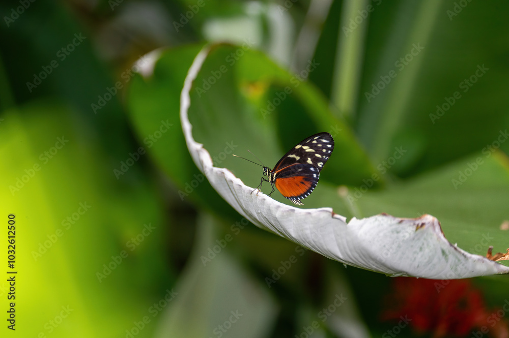 Beautiful exotic red black butterfly on a leaf Beautiful exotic red black butterfly on a leaf
