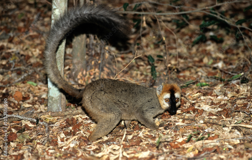 Fototapeta premium Lémur à front roux, male, Eulemur rufus, Madagascar