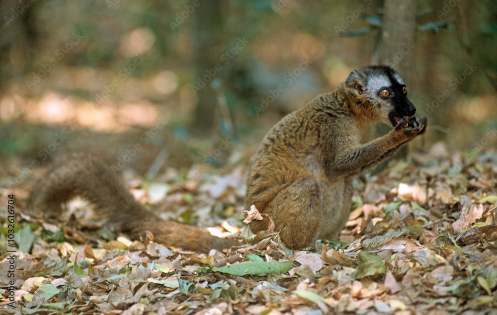 Fototapeta premium Lémur à front roux, male, Eulemur rufus, Madagascar