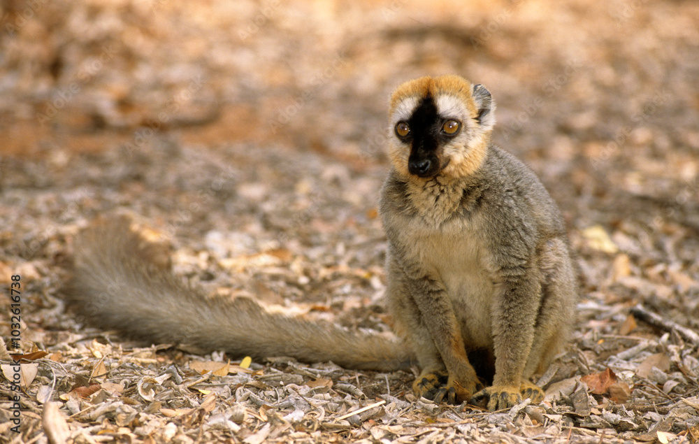 Fototapeta premium Lémur à front roux, male, Eulemur rufus, Madagascar