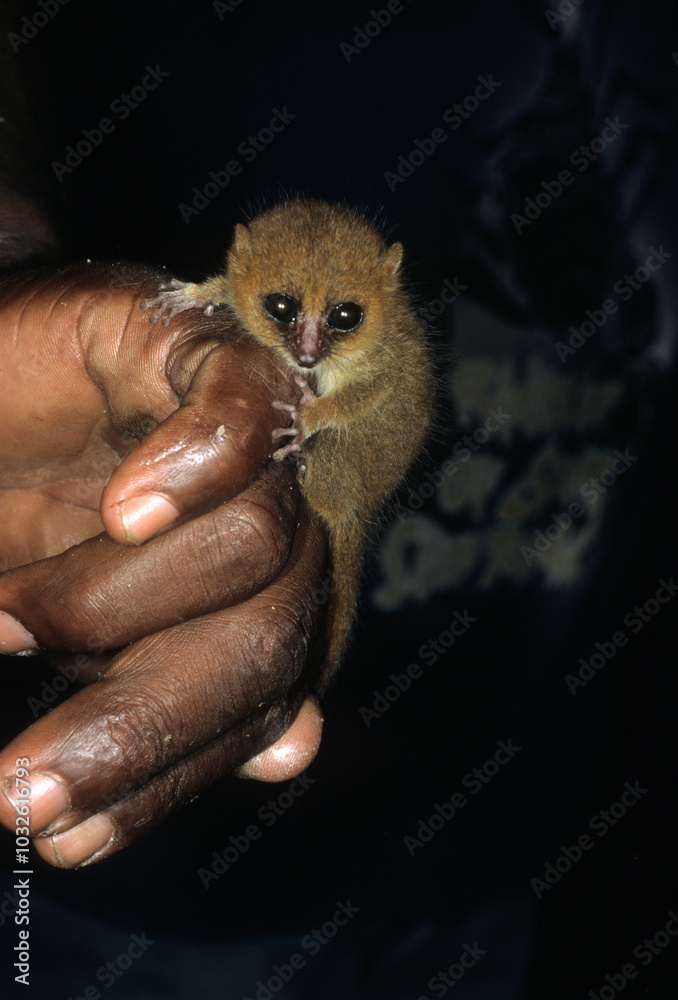 Fototapeta premium Lémurien microcébe roux , Microcebus rufus, Madagascar