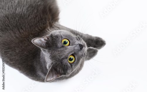 Gray cat on white background. Cat looking up, top view