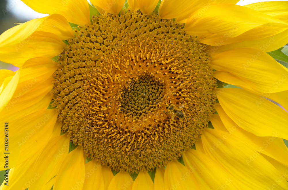 Naklejka premium Helianthus annuus, Tournesol, Abeille