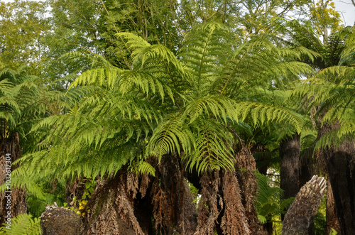 fougère arborescente,.dicksonia antarctica, jardin Australien, les jardins du monde, Pairi Daiza, Domaine de Cambron, Brugelette, Belgique photo