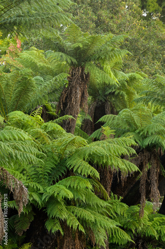 fougère arborescente,.dicksonia antarctica, jardin Australien, les jardins du monde, Pairi Daiza, Domaine de Cambron, Brugelette, Belgique photo