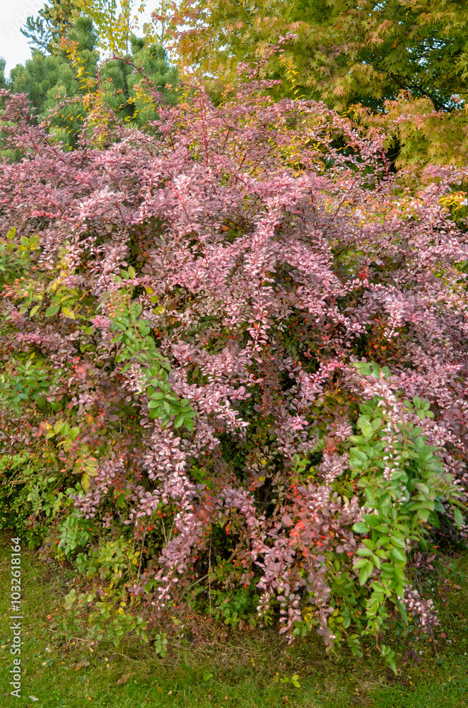 Obraz premium Epine vinette de Thunberg, berberis thunbergii 'Harlequin'
