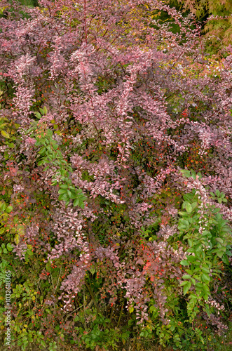 Epine vinette de Thunberg, berberis thunbergii 'Harlequin' photo