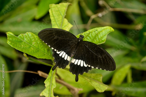 Papillon, voilier mormon, male, Asie du Sud