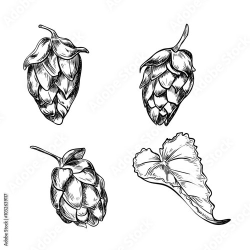 Humulus cones black white graphic vector illustration isolated. Hop cones and leaves in set monochrome hand drawn by ink in botanical sketch for design beer label, packaging, Oktoberfest poster.
