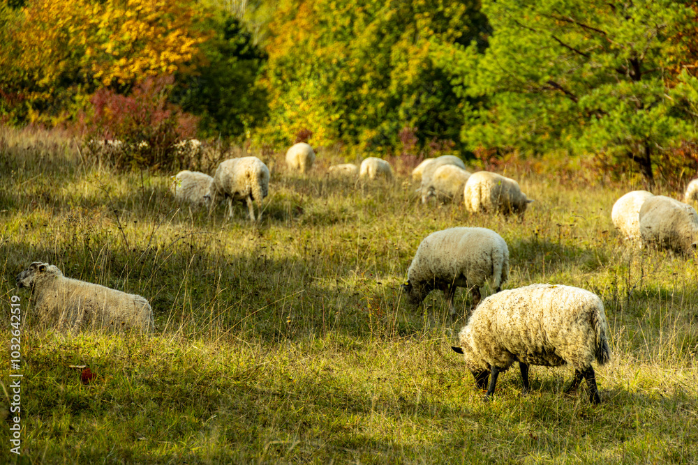 Fototapeta premium Eine farbenfrohe herbstliche Wanderung durch die wunderschöne Landschaft der Saale Horizontale bei Jena - Thüringen - Deutschland