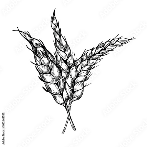 Bunch of wheat ears on stem black white graphic vector illustration isolated. Set of spikelet rye, barley monochrome hand drawn by ink botanical sketch for design beer label, natural product, bakery