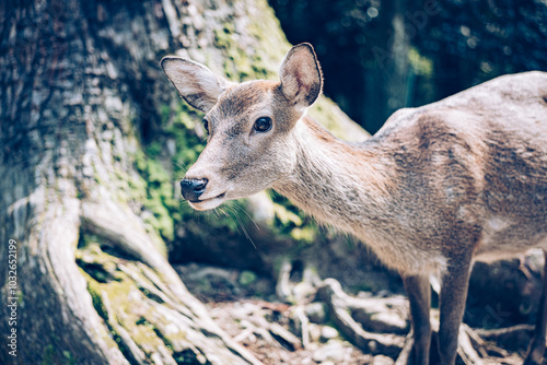 Wallpaper Mural deer in the forest Torontodigital.ca