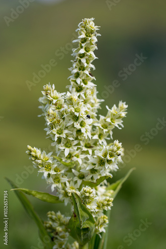 Veratrum album (false helleborine, white hellebore, European white hellebore) is a poisonous plant in the Melanthiaceae family. Veratrum album is a unique plant of the Carpathian highlands. photo