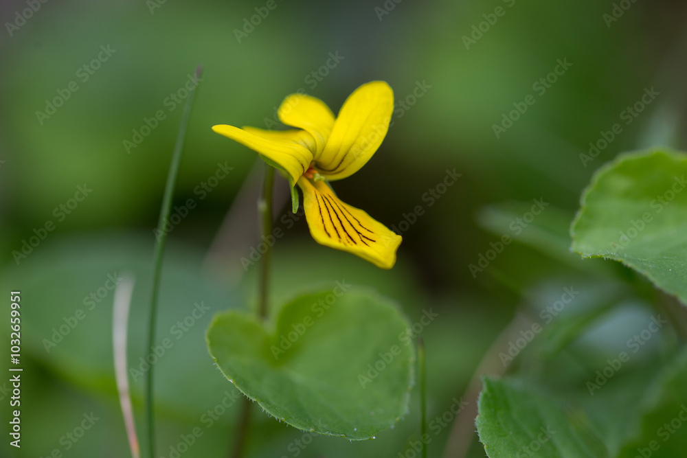 Obraz premium Viola biflora (alpine yellow-violet, arctic yellow violet, twoflower violet) blooming. Viola biflora a very beautiful and rare mountain plant in the Carpathian Mountains.