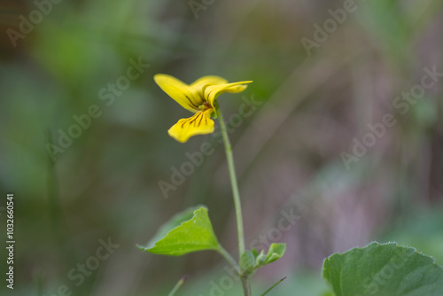 Viola biflora (alpine yellow-violet, arctic yellow violet, twoflower violet) blooming. Viola biflora a very beautiful and rare mountain plant in the Carpathian Mountains. photo