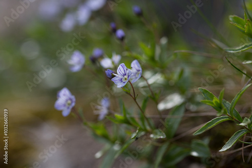 Veronica baumgartenii is a perennial herbaceous plant of the Plantaginaceae family. Veronica baumgartenii blooms in the Carpathian highlands. photo