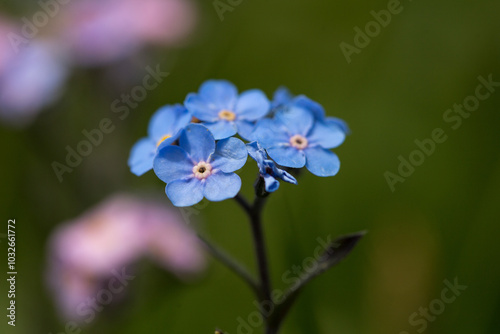 Alpine forget me not flowers, herbaceous, perennial, flowering plant in the family Boraginaceae. Blue, small blossoms in the blurred background of green