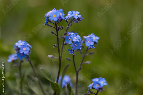 Alpine forget me not flowers, herbaceous, perennial, flowering plant in the family Boraginaceae. Blue, small blossoms in the blurred background of green photo