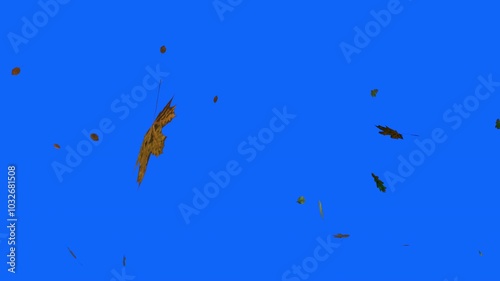 autumn leaves falling from the sky on blue chromakey transparent overlay background for easy keying
