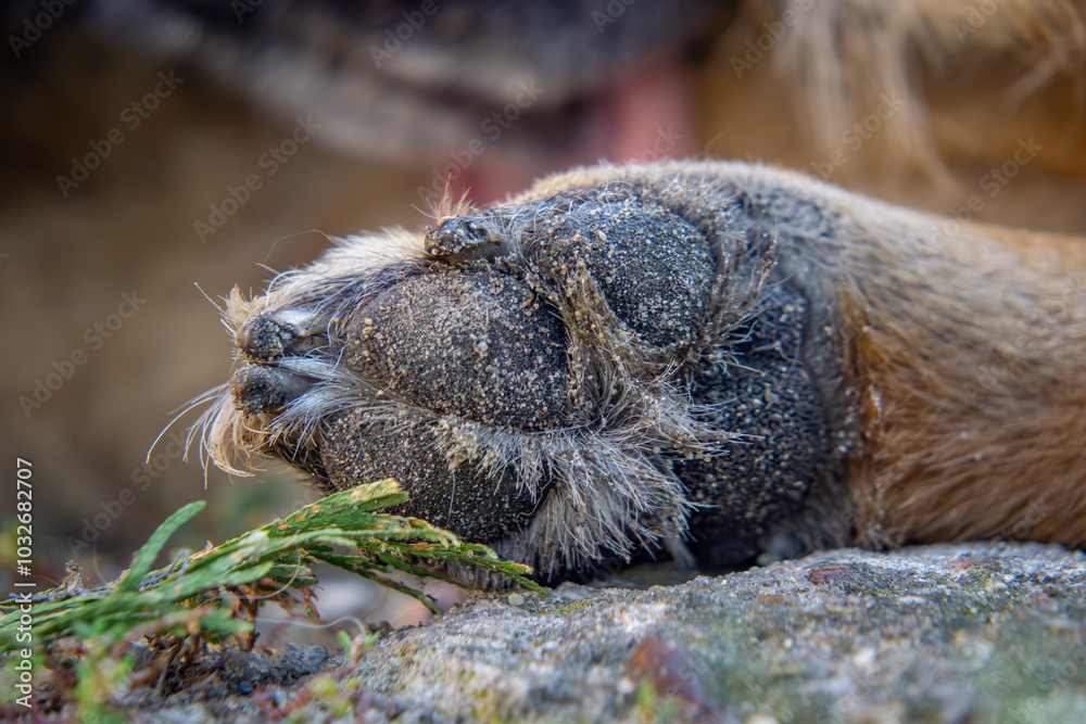 close-up of a large raised paw of a German Shepherd dog. dog paw and claws. dog cleaning and washing his paw in the background close-up of a large raised paw of a German Shepherd dog. dog paw and claws. dog cleaning and washing his paw in the background
