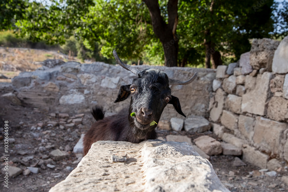 Fototapeta premium Black Goat with horns in some ancient Ruins