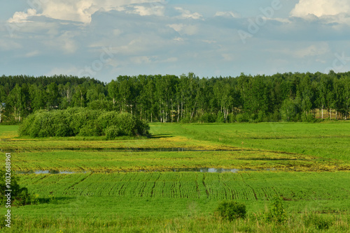 Summer countryside landscape with forest and meadow in Russia