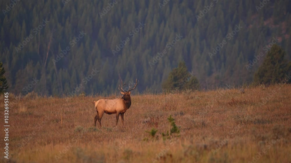 Bull Elk standing in a meadow during sunrise in Yellowstone looking around. Bull Elk standing in a meadow during sunrise in Yellowstone looking around.