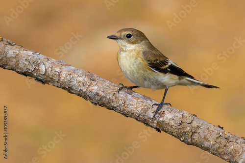 Collared Flycatcher photo