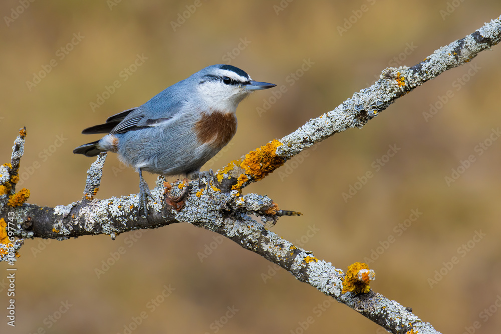 Fototapeta premium Krüper`s Nuthatch