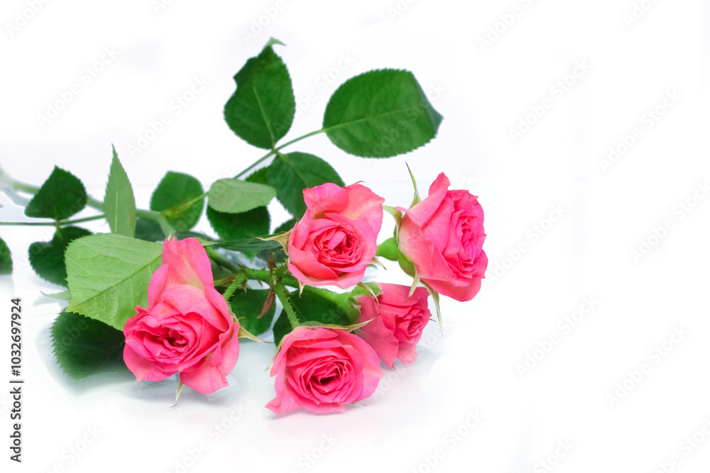 beautiful flowers roses on a white background beautiful flowers roses on a white background