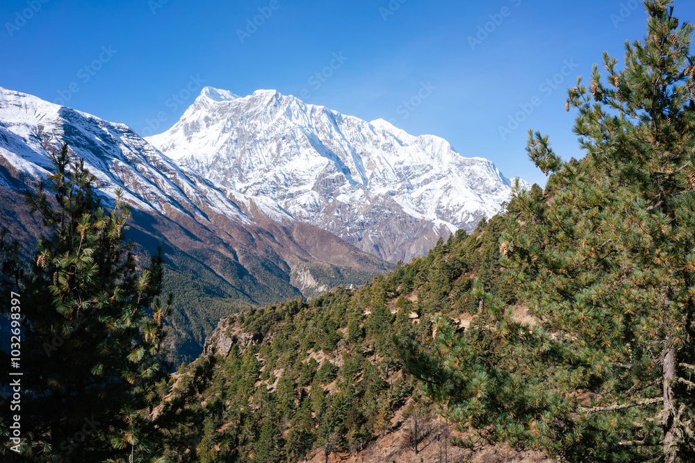 A breathtaking view of the towering, snow-capped mountains of the Annapurna range as seen from the hiking trails. The dense pine forest adds a contrast of vibrant green against the snow.