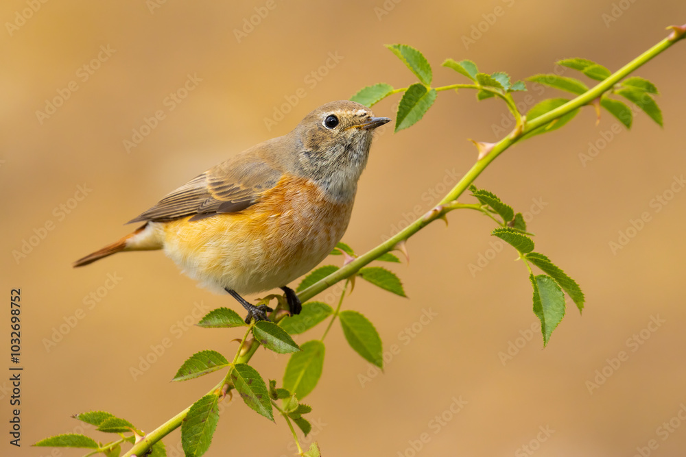 Common Redstart Common Redstart