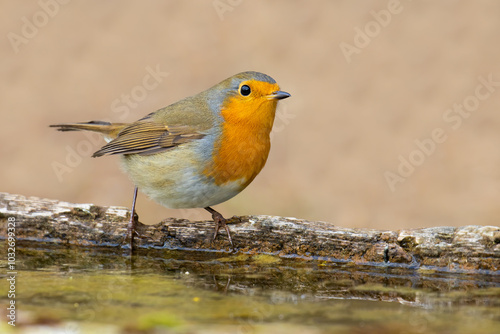 European Robin