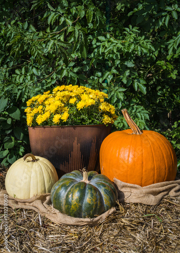 Composition of yellow flowers asters, pumpkin. Assorted pumpkins. Concept of gardening or harvesting.