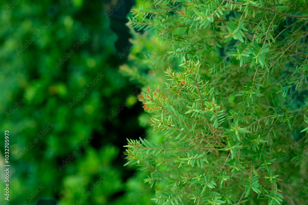 Vibrant Green Foliage with Soft Focus Background Vibrant Green Foliage with Soft Focus Background