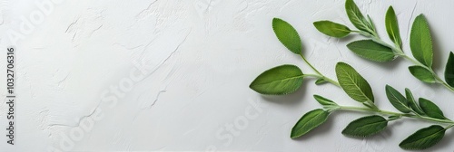 Fresh green sage leaves arranged neatly on a white surface for culinary use a...
