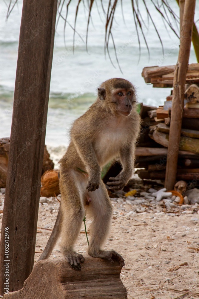Pet monkey discount