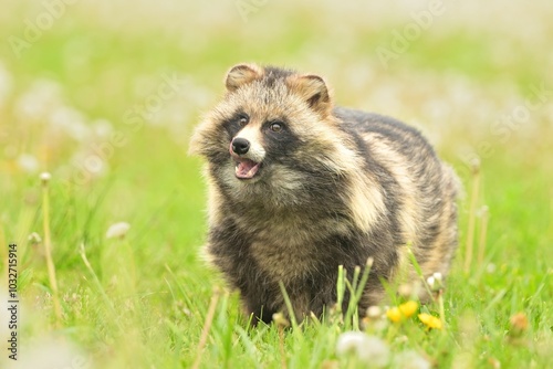 Raccoon dog common Nyctereutes procyonoides meadow Chinese Asian field closeup cute darling invasive species in Europe, evening sunset summer looking, beast fur eyes problem for biodiversity, Europe photo