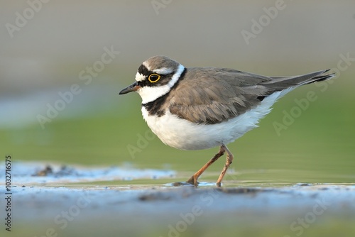 Litte ringed plover Charadrius dubius bird rain water in pond wetland wading shorebirds waders young nature wildlife darling, beautiful animal, lovely animal, ornithology, fauna wildlife Europe photo